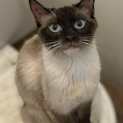Sheba, a Adoptable Siamese in Shingletown, CA image 2/3