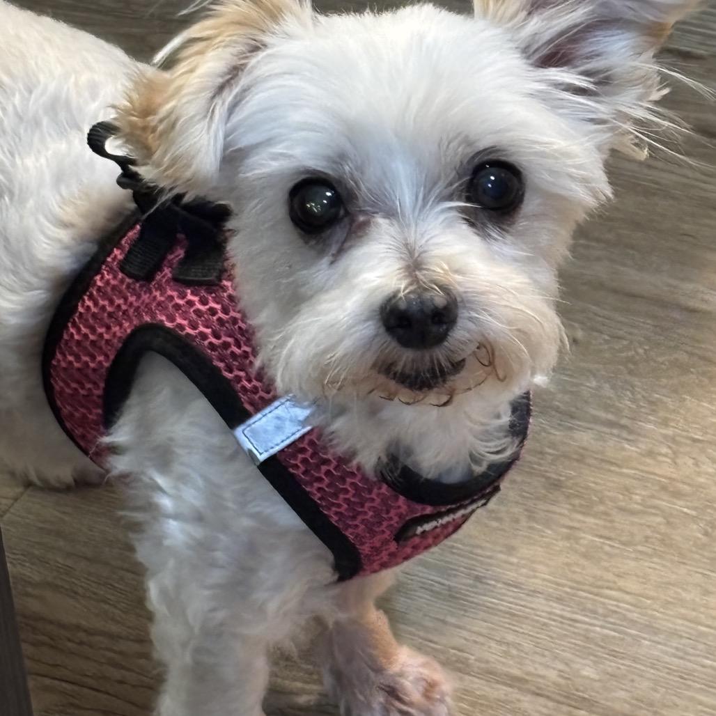 Luna, Adoptable, Adult Female Mixed Breed.