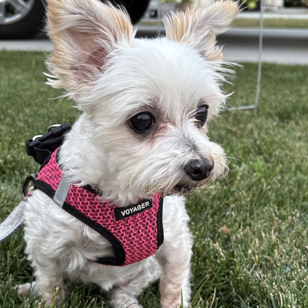 Luna, a Adoptable Mixed Breed in Cashmere, WA image 3/5