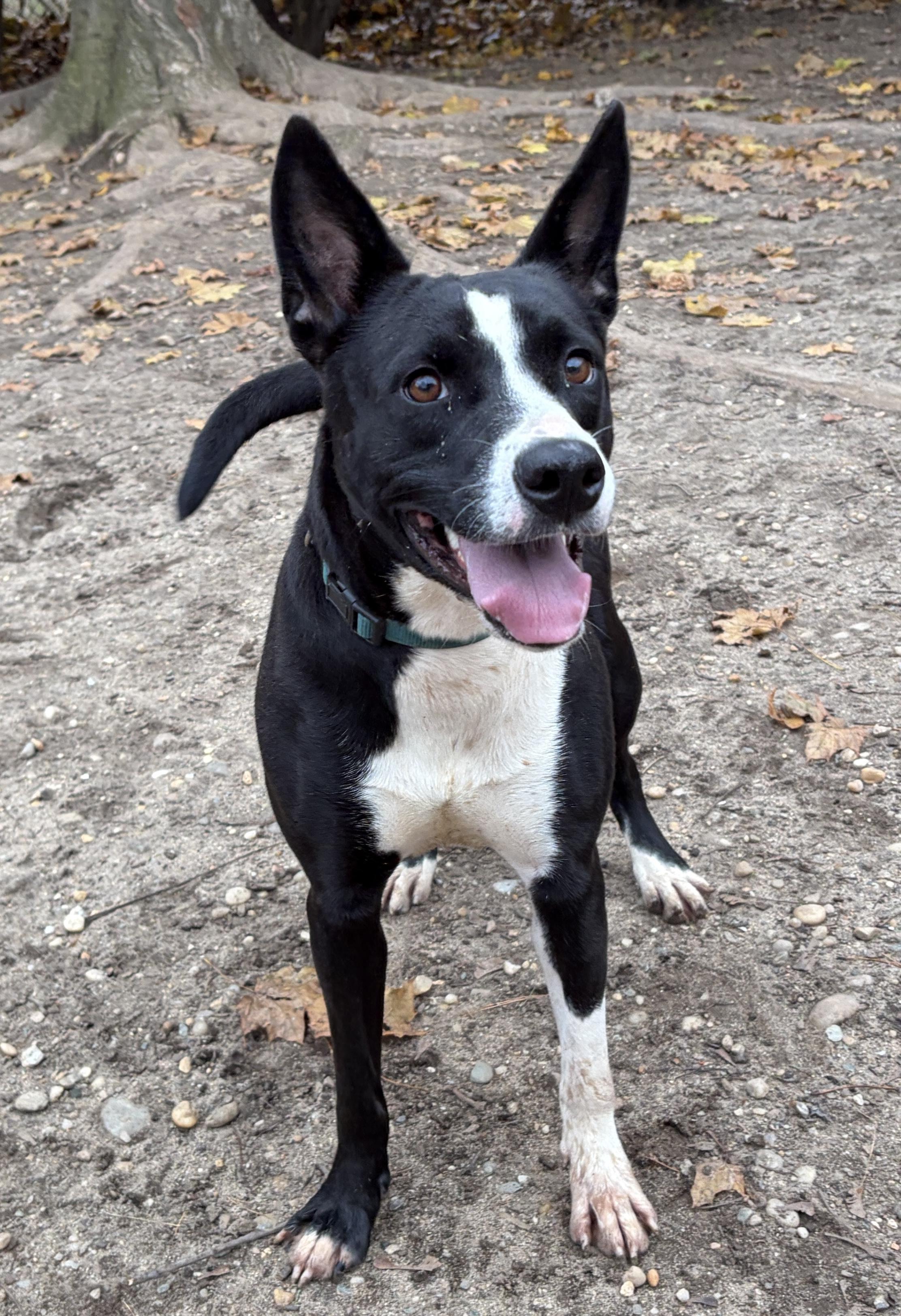 Enlarge Matilda, a Adoptable mixed breed in Lindenhurst, NY image 1/2