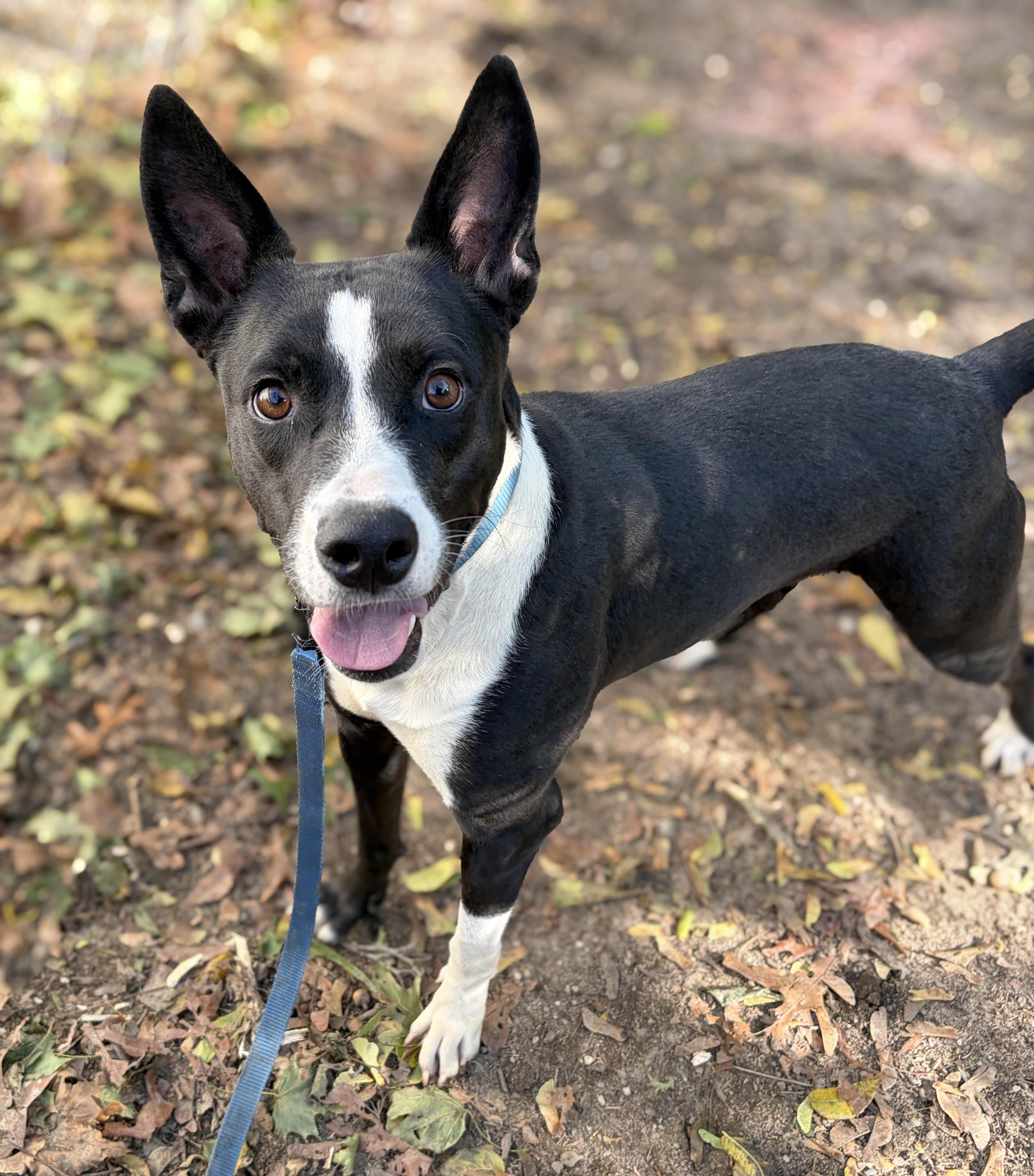 Enlarge Matilda, a Adoptable mixed breed in Lindenhurst, NY image 2/2