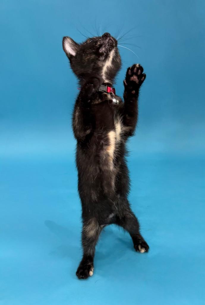 Bindi, Adoptable, Kitten Female Domestic Short Hair.