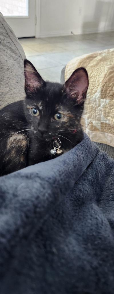 Enlarge Bindi, a Adoptable Domestic Short Hair in Guilford, CT image 1/6