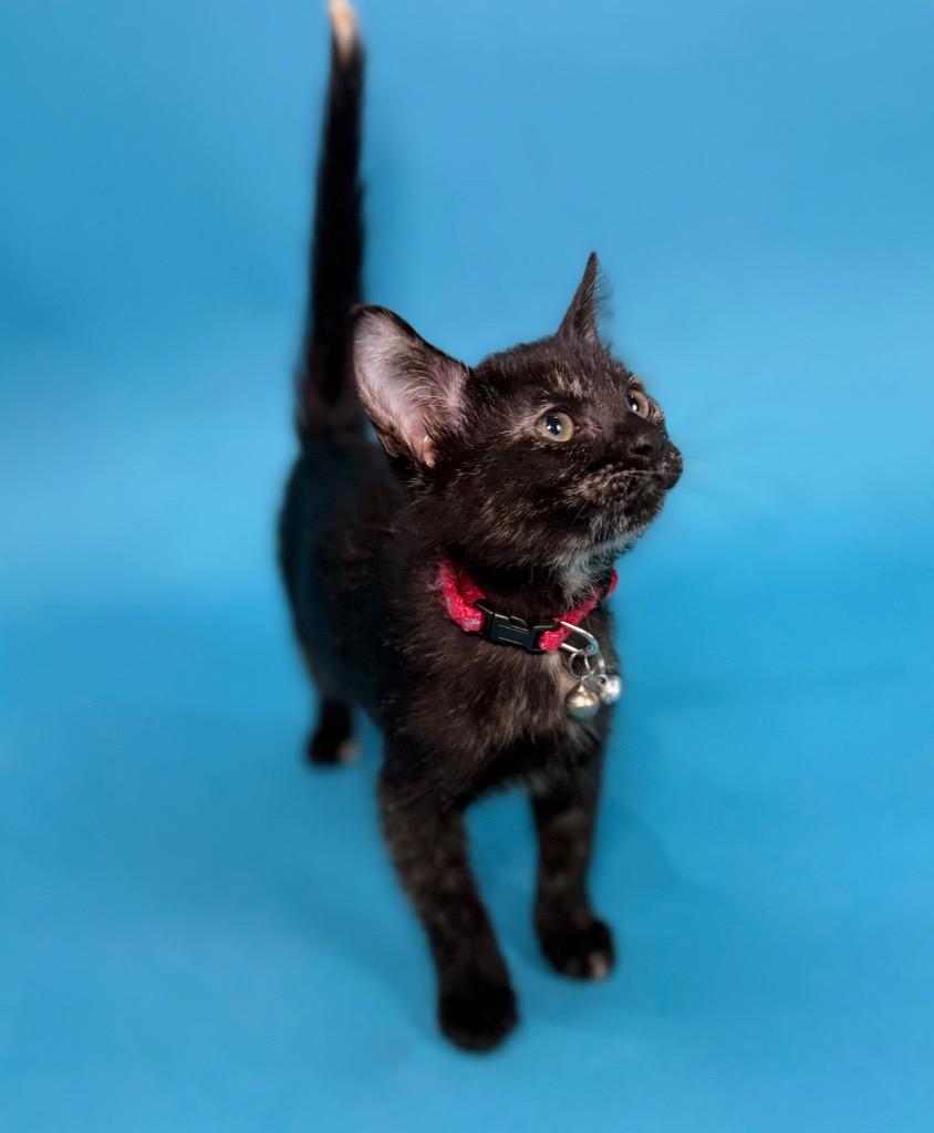 Enlarge Bindi, a Adoptable Domestic Short Hair in Guilford, CT image 2/6