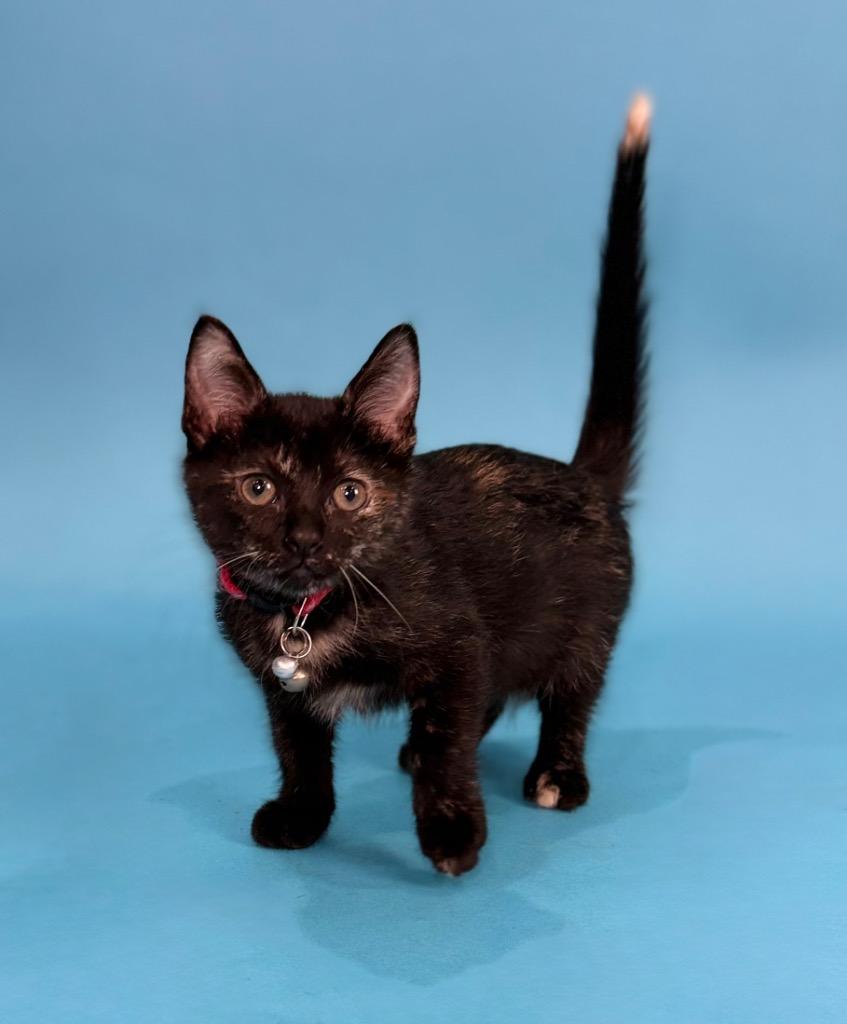 Bindi, a Adoptable Domestic Short Hair in Guilford, CT image 4/6