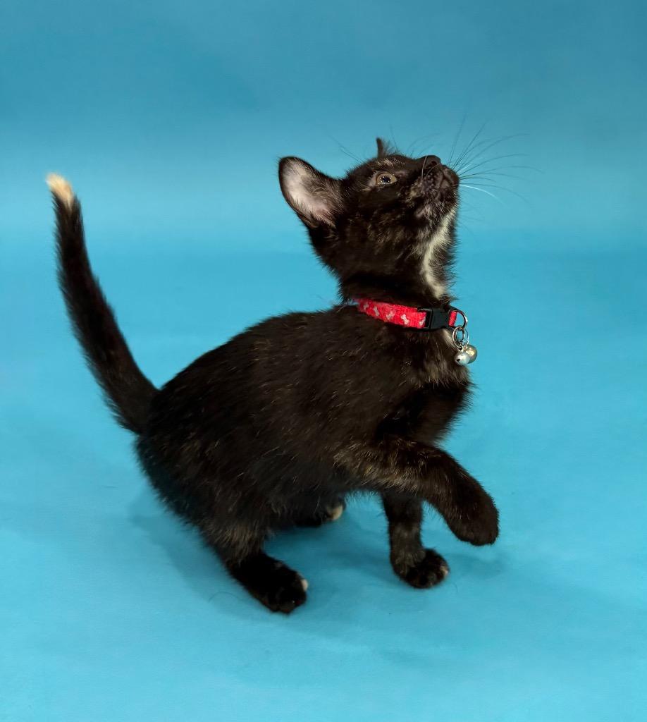 Bindi, a Adoptable Domestic Short Hair in Guilford, CT image 5/6