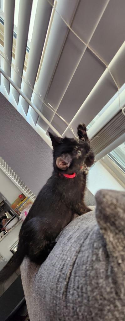 Bindi, a Adoptable Domestic Short Hair in Guilford, CT image 6/6