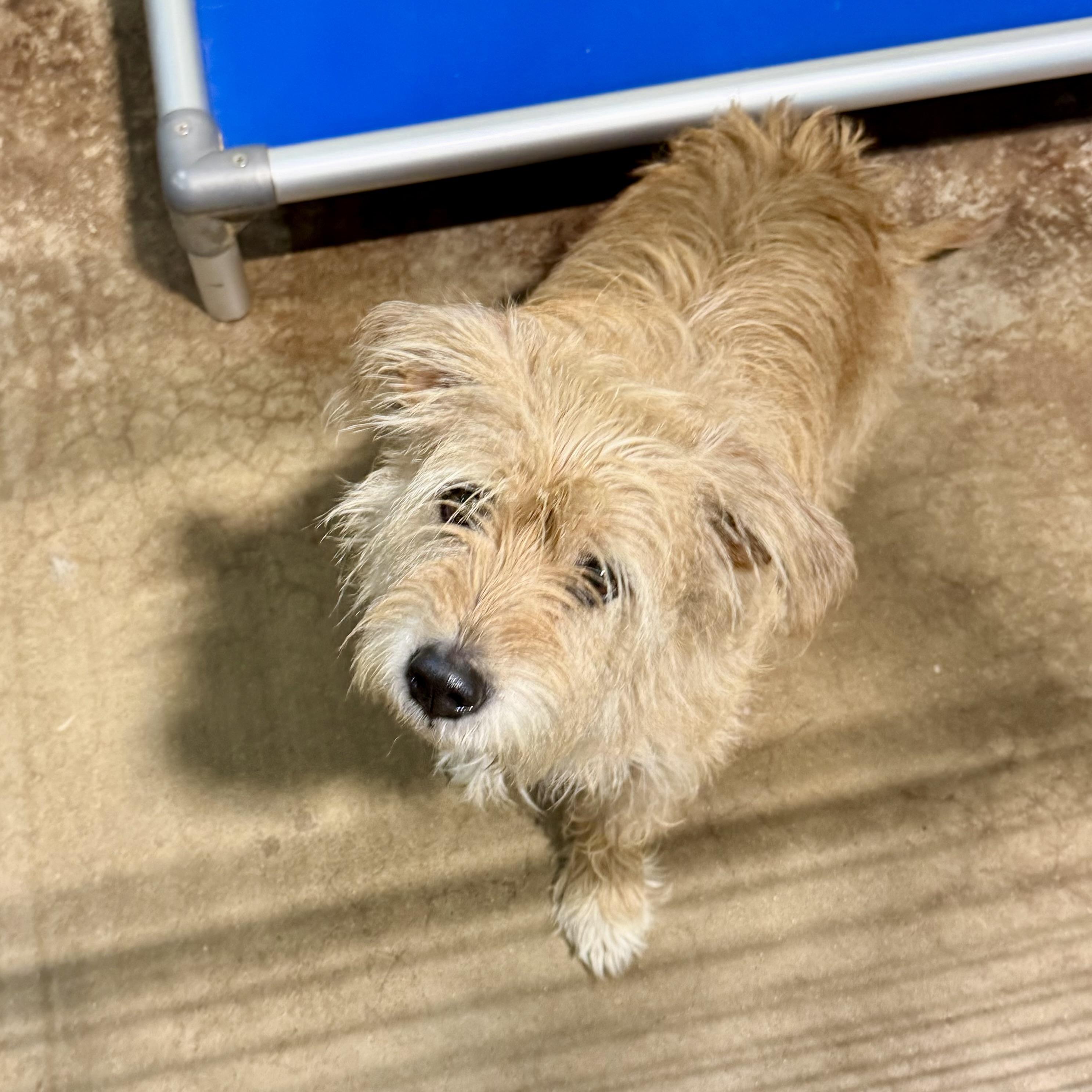 Angelina, adopted, Adult Female Glen of Imaal Terrier & Mixed Breed.