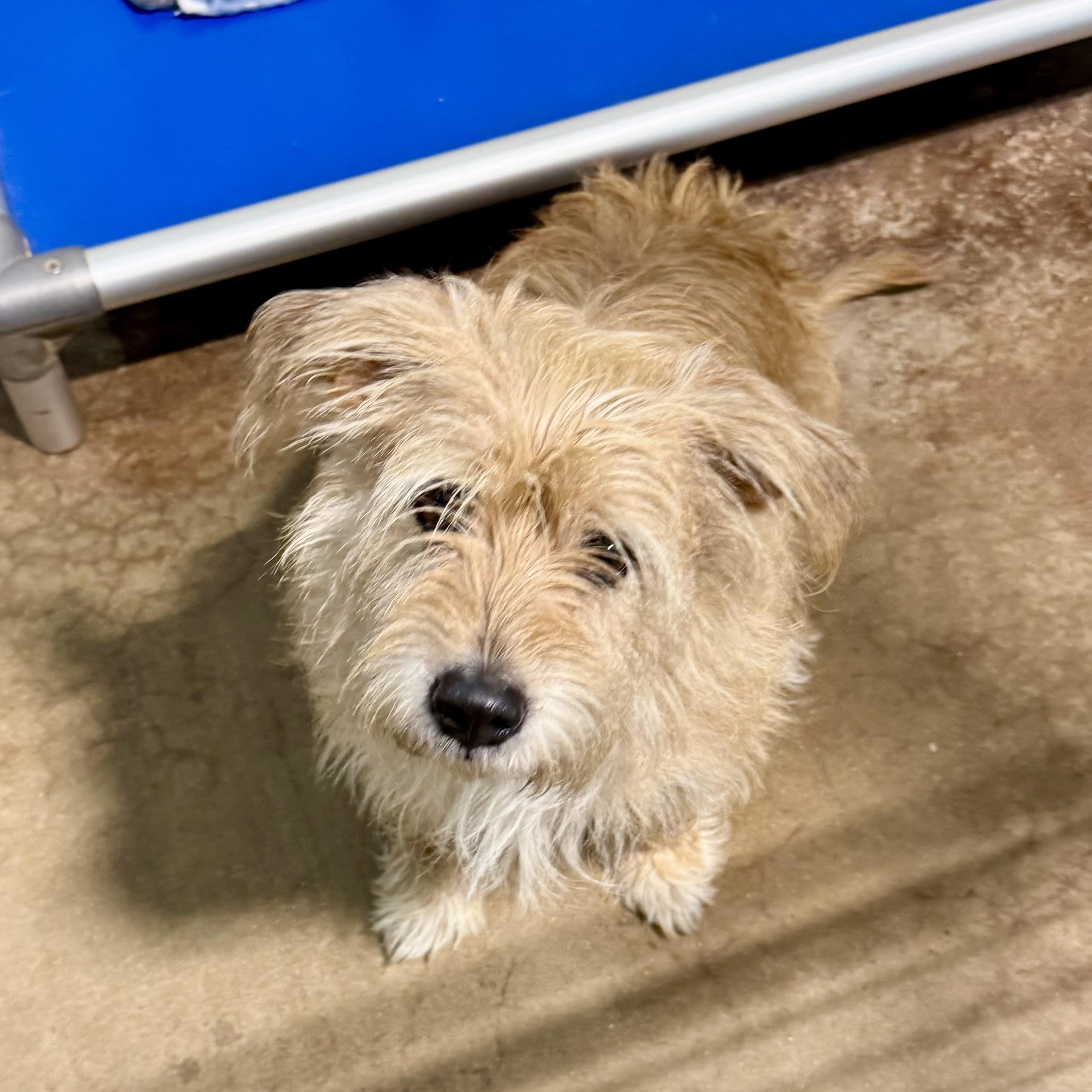 Angelina, an adopted mixed breed in Gallatin, TN image 2/3