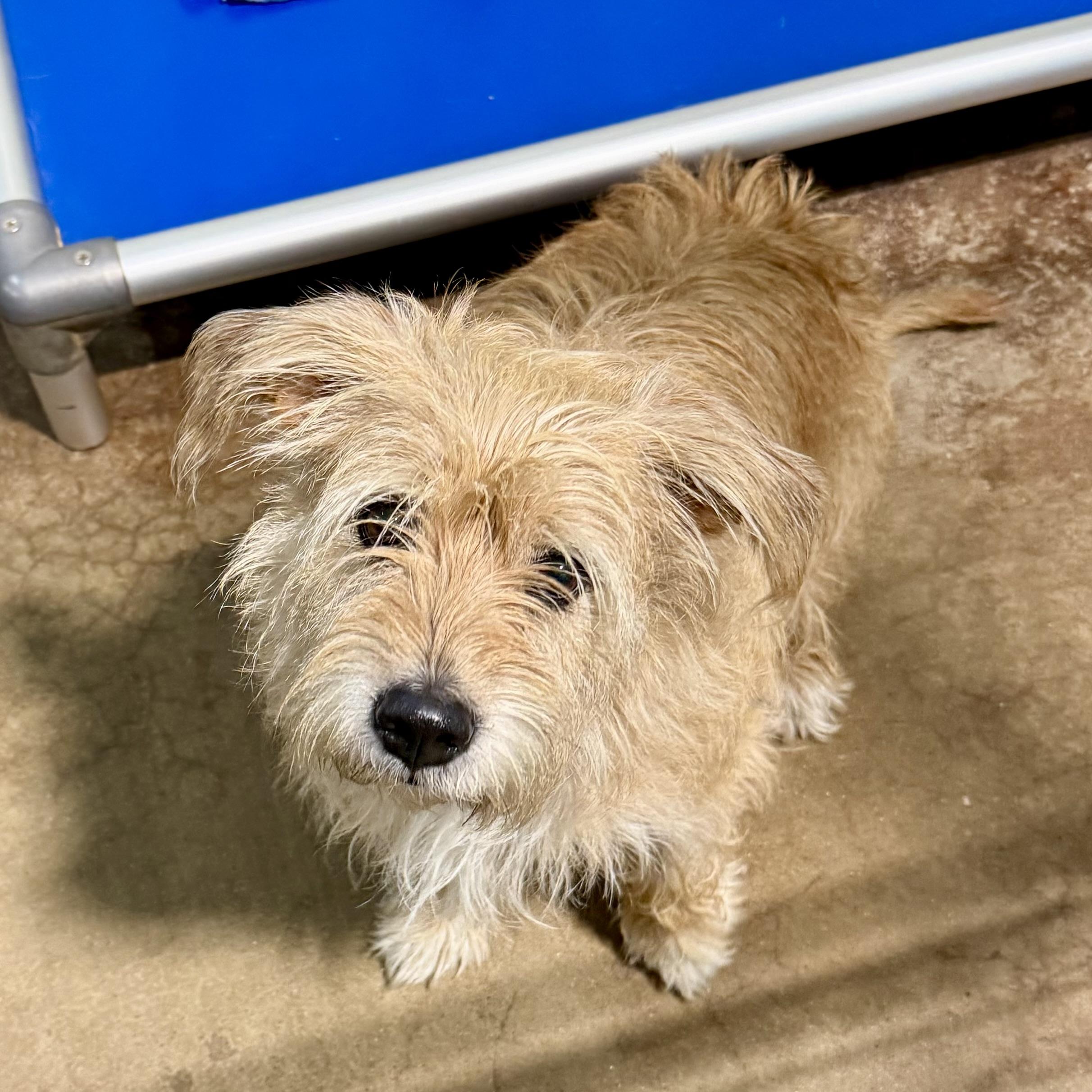 Angelina, an adopted mixed breed in Gallatin, TN image 3/3
