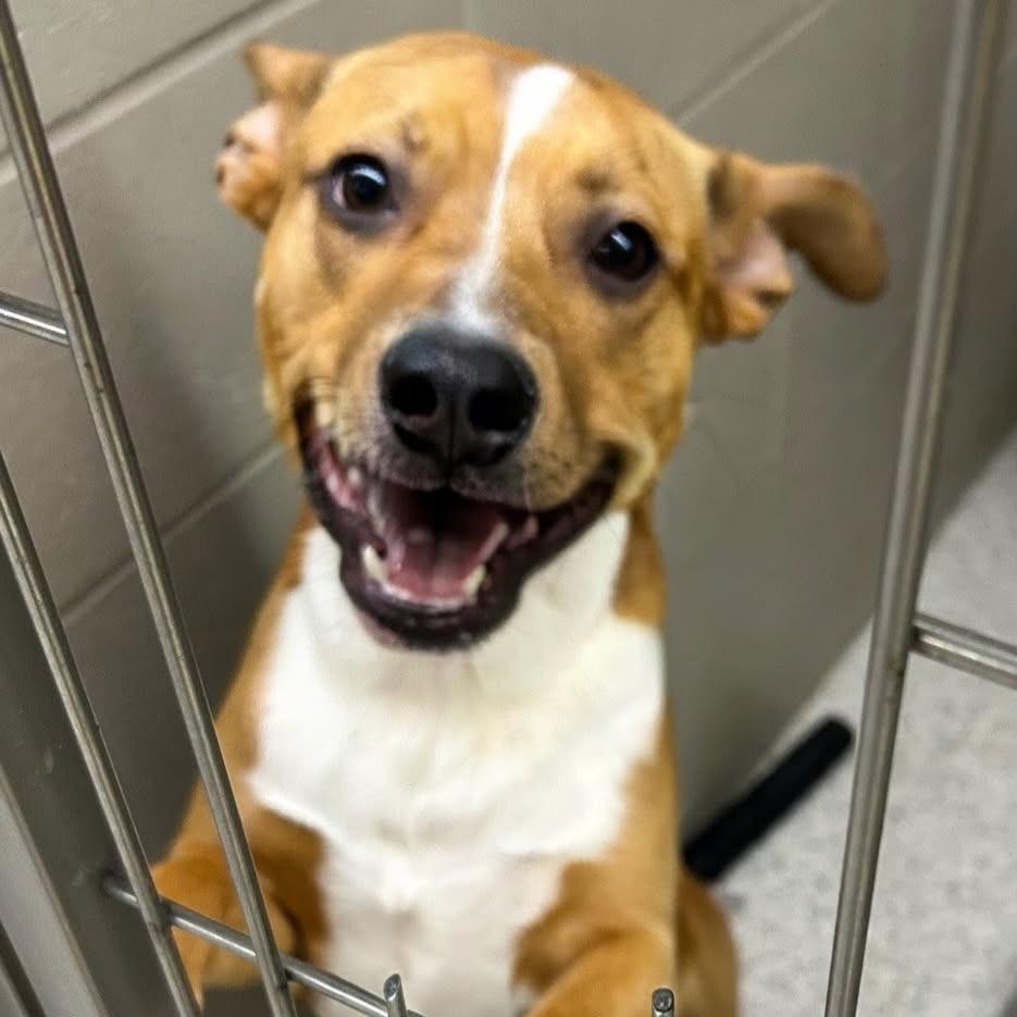 Bandit, Adoptable, Young Male Pit Bull Terrier & German Shepherd Dog.