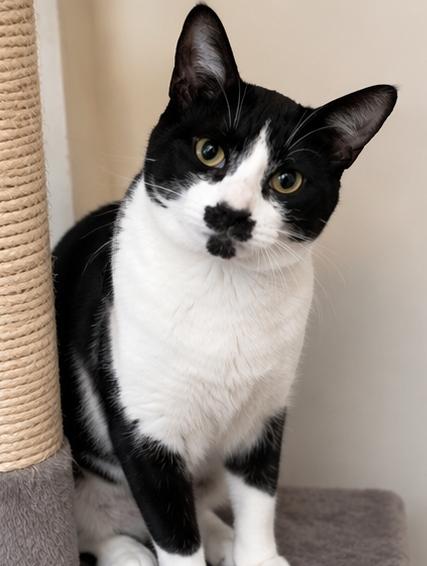 Elly, ADOPTABLE, Young Female Domestic Short Hair.