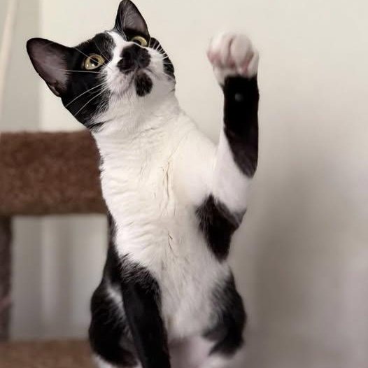 Enlarge Elly, a ADOPTABLE Domestic Short Hair in Fort Worth, TX image 3/5