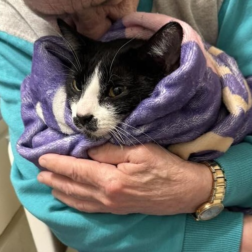 Enlarge Elly, a ADOPTABLE Domestic Short Hair in Fort Worth, TX image 5/5