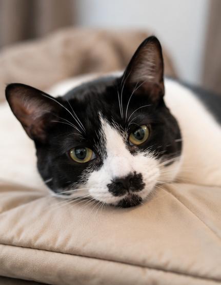 Enlarge Elly, a ADOPTABLE Domestic Short Hair in Fort Worth, TX image 2/5