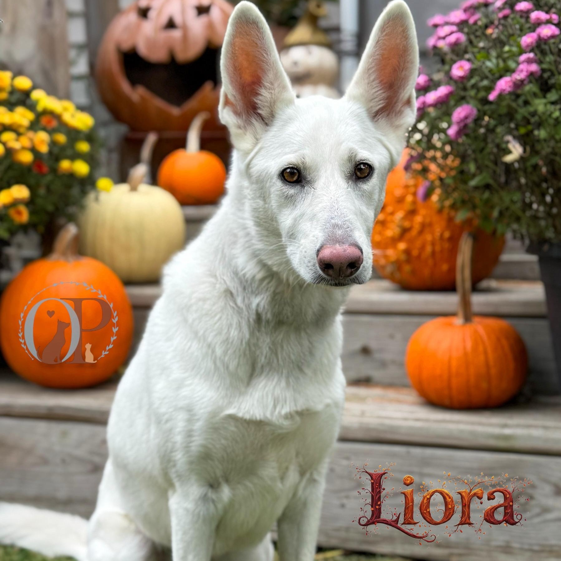 Enlarge Liora, a Adopted German Shepherd Dog in Winthrop Harbor, IL image 1/1