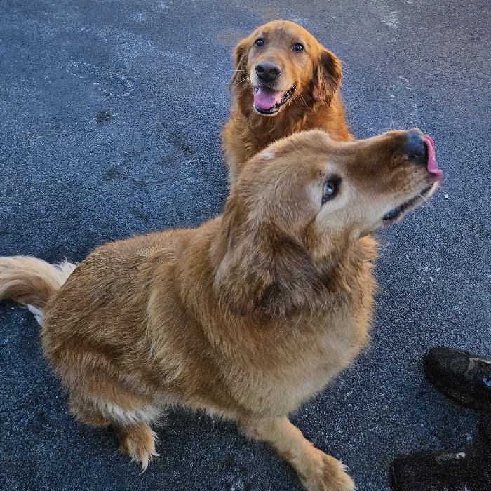 Paisley 9/21/26, Adoptable, Adult Female Golden Retriever.