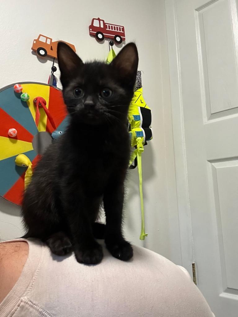 Evie, Adopted, Kitten Female Domestic Short Hair.