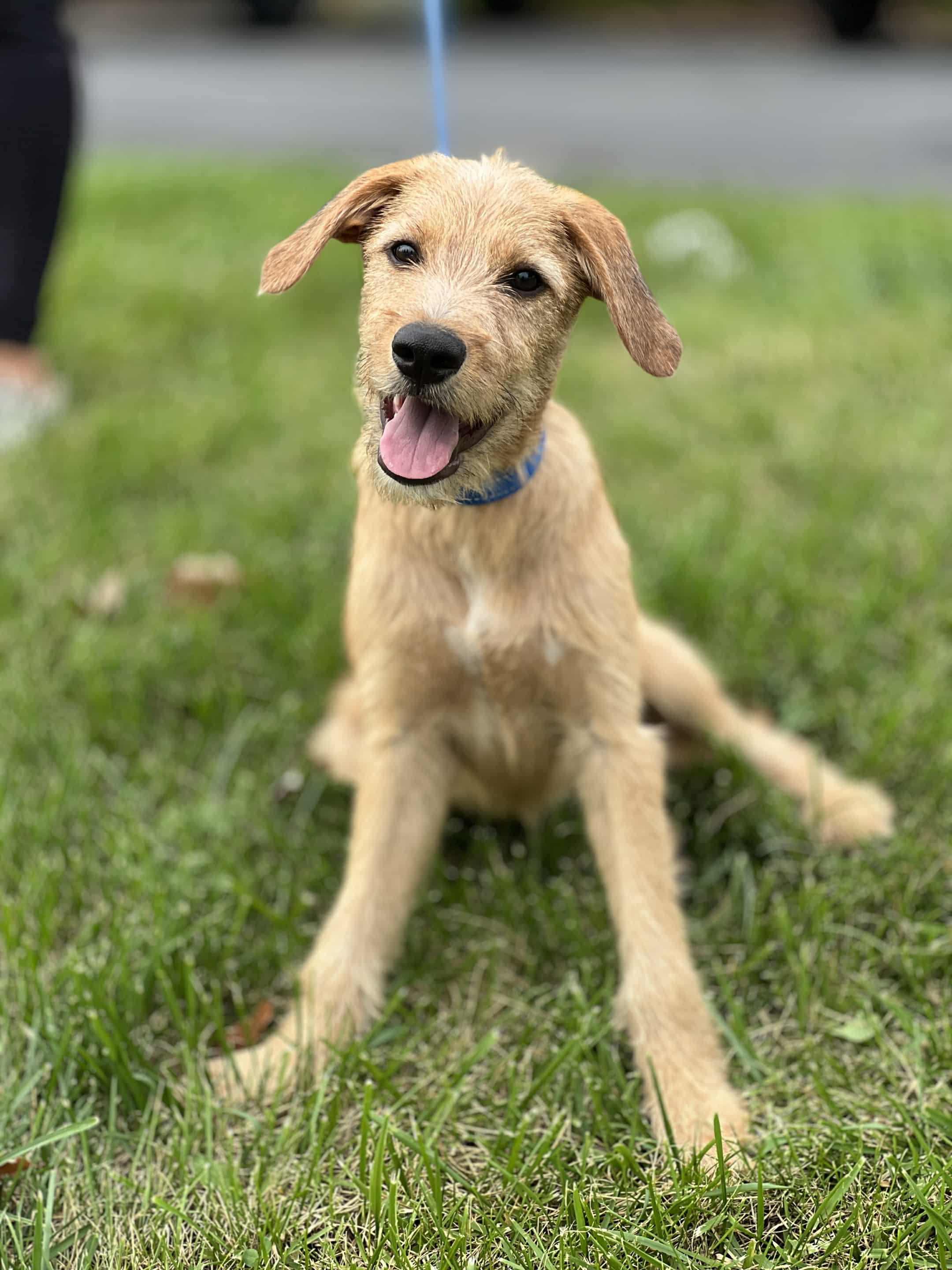 Gambit the Mixed Breed!