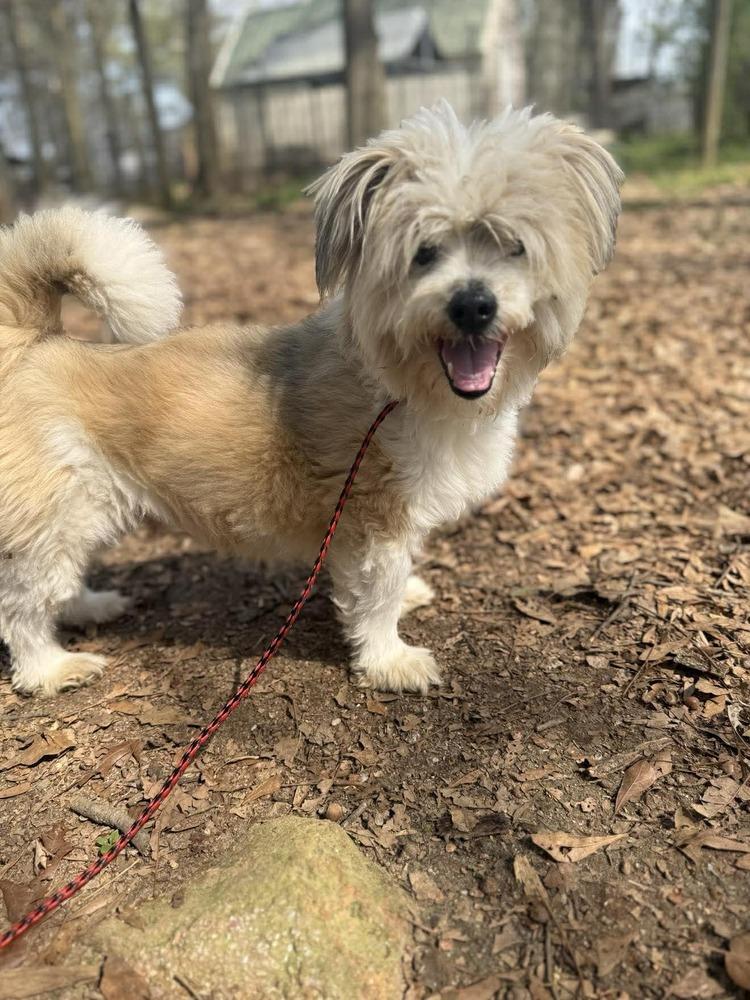 Hokey Pokey, Adoptable, Adult Male Mixed Breed.