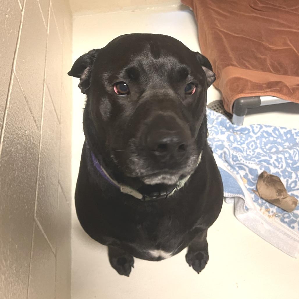 Siberious, Adoptable, Adult Male Mixed Breed.