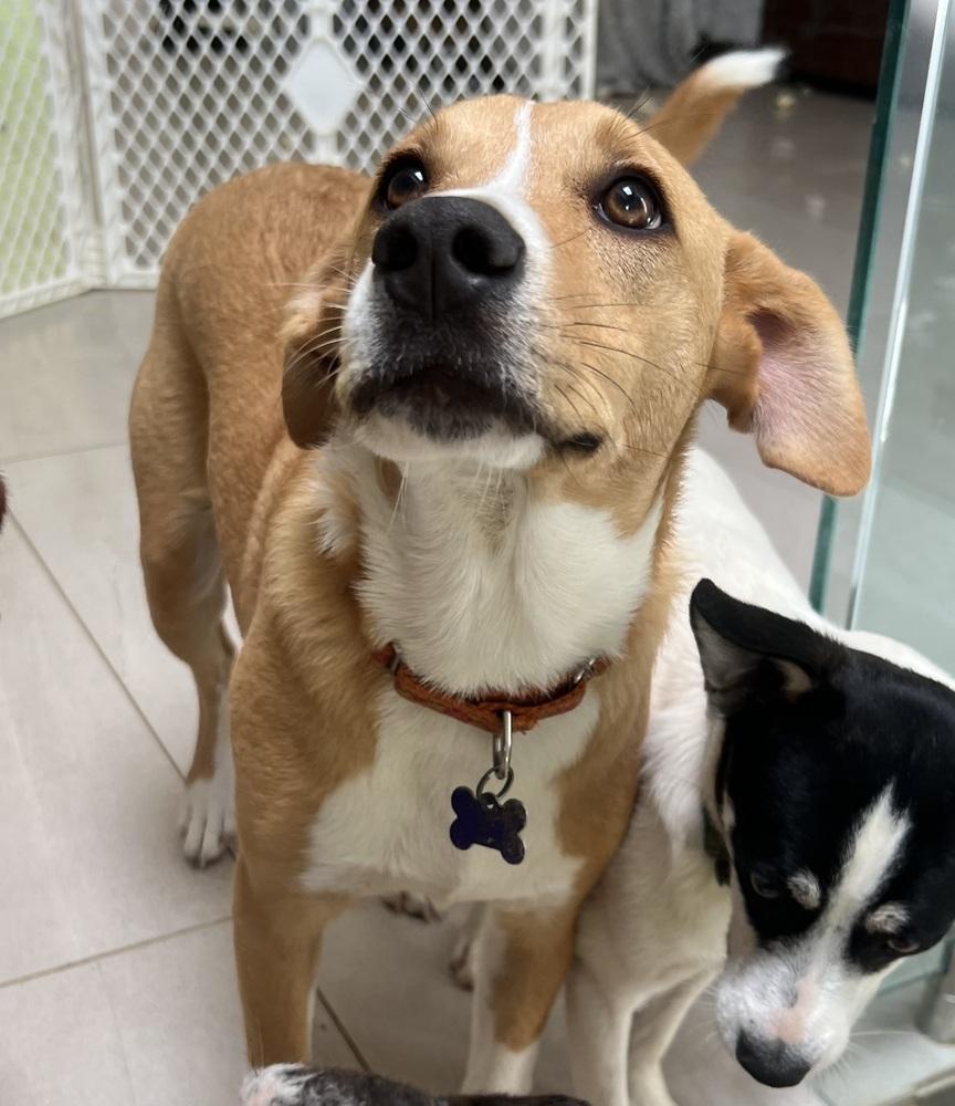 Enlarge Noelle, a Adoptable mixed breed in Washington, DC image 1/2