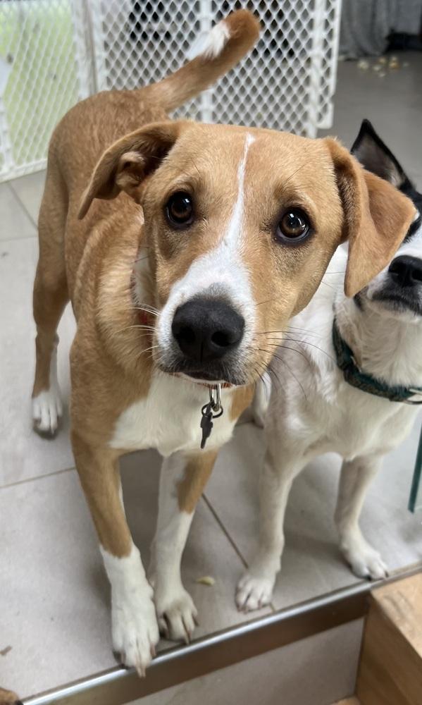 Enlarge Noelle, a Adoptable mixed breed in Washington, DC image 2/2