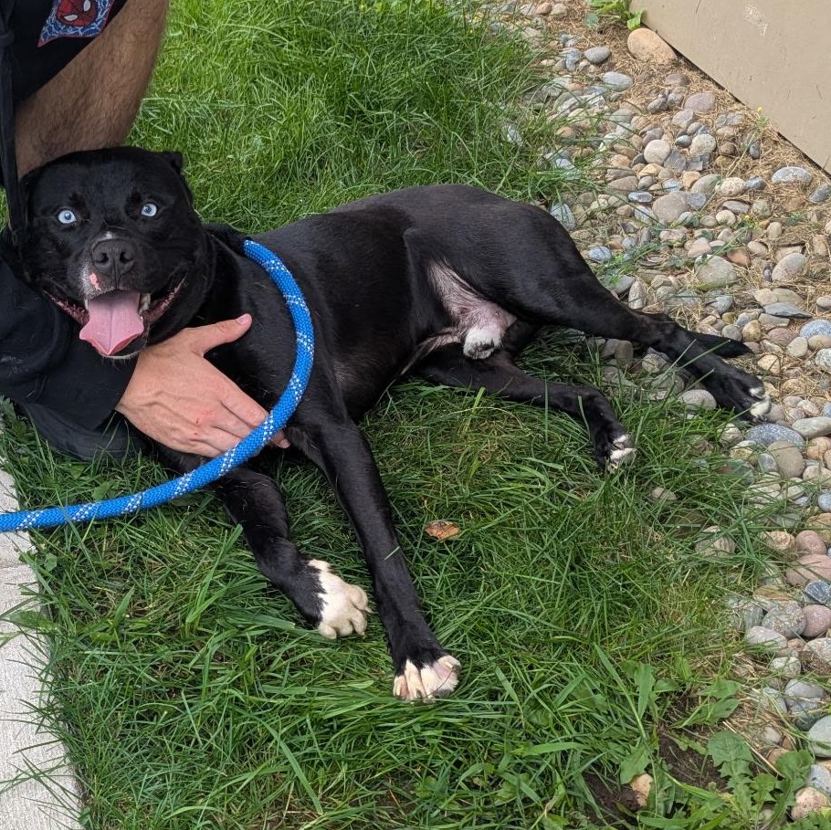 Enlarge Blue, a Adoptable mixed breed in Amsterdam, NY image 2/2