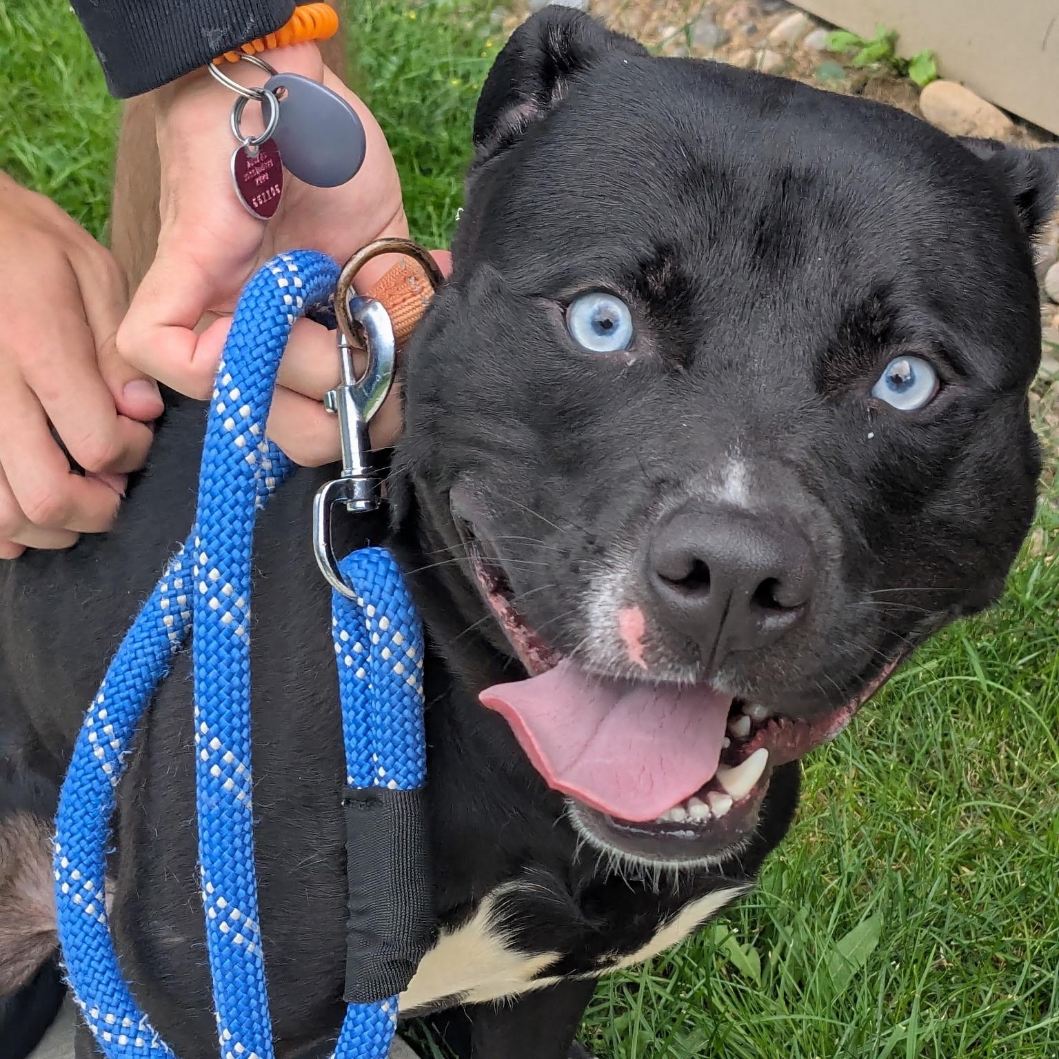 Enlarge Blue, a Adoptable mixed breed in Amsterdam, NY image 1/2