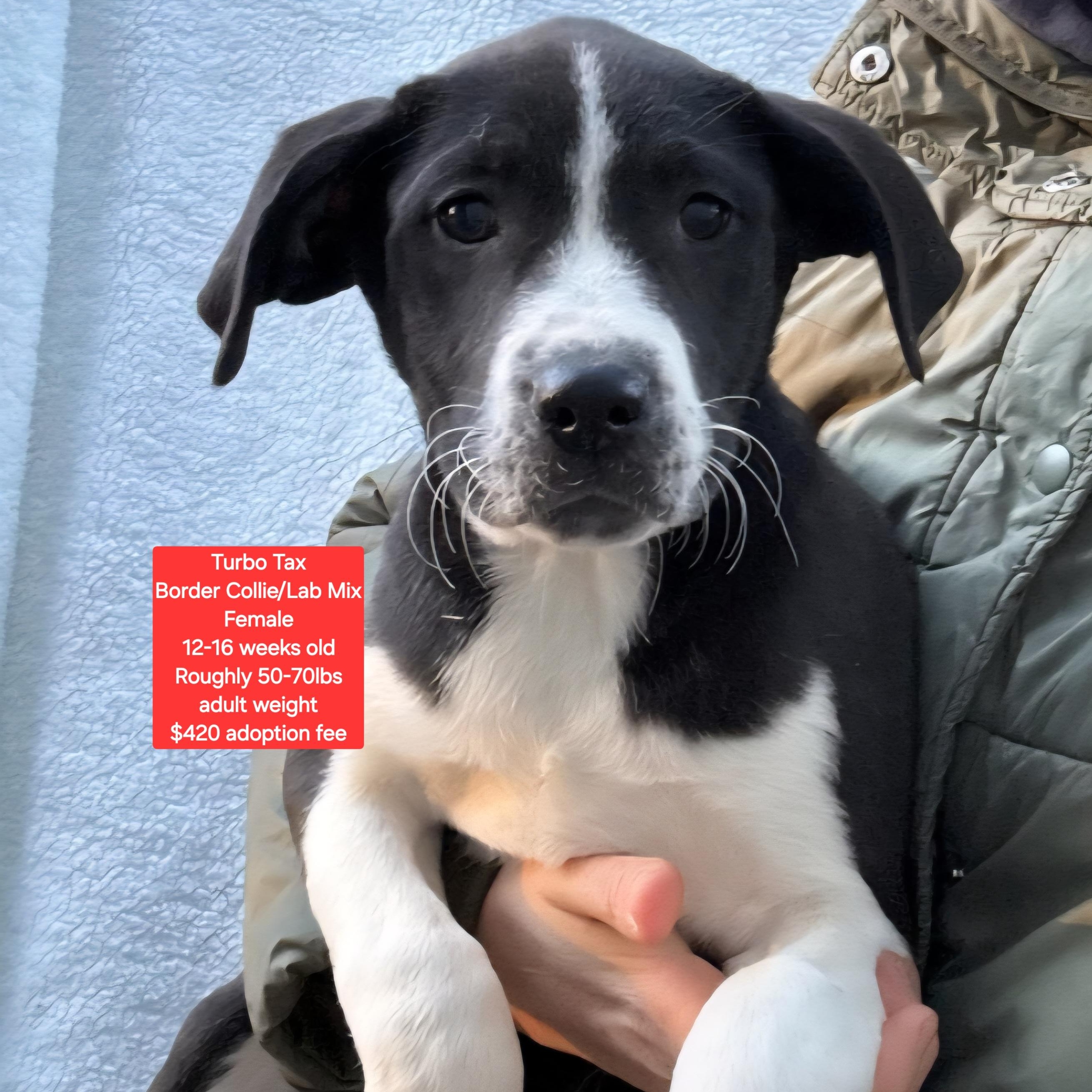Turbo Tax, ADOPTABLE, Puppy Female Border Collie & Labrador Retriever.
