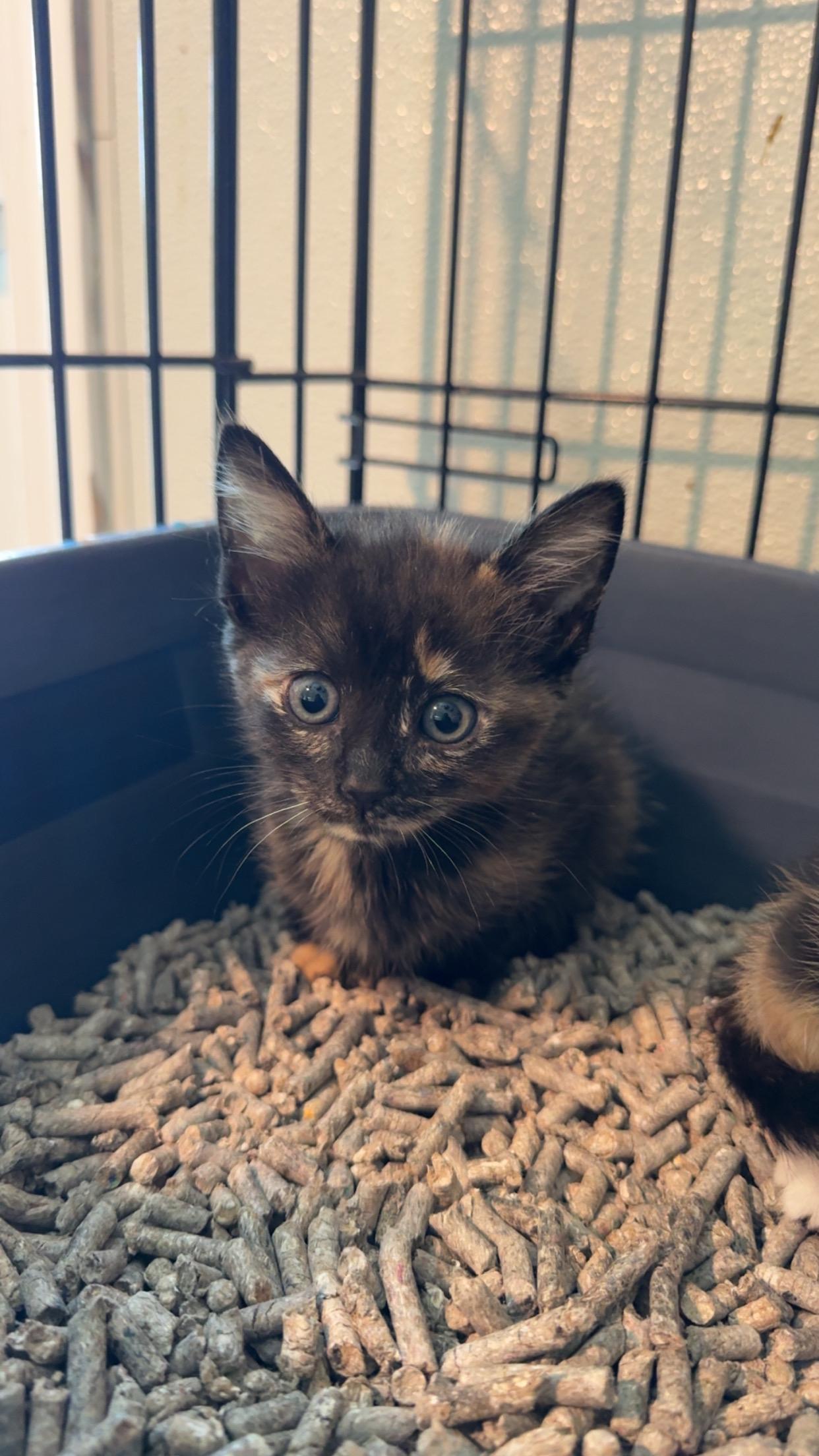 Poppy, Adopted, Kitten Female Domestic Short Hair.