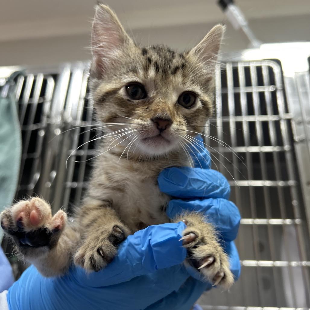 Guava, Adoptable, Kitten Female Domestic Short Hair.