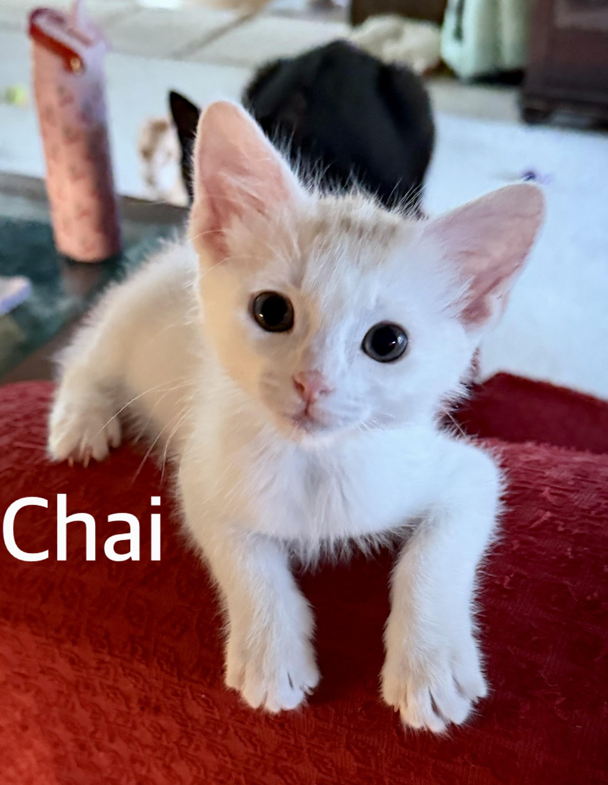 Chai, ADOPTABLE, Kitten Male Domestic Short Hair.