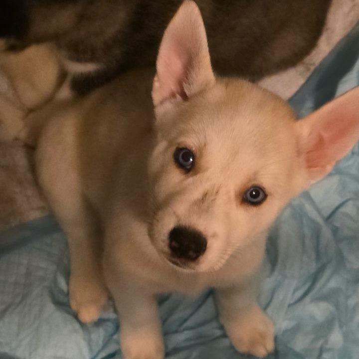 Crystal, Adoptable, Puppy Female Husky & Mixed Breed.