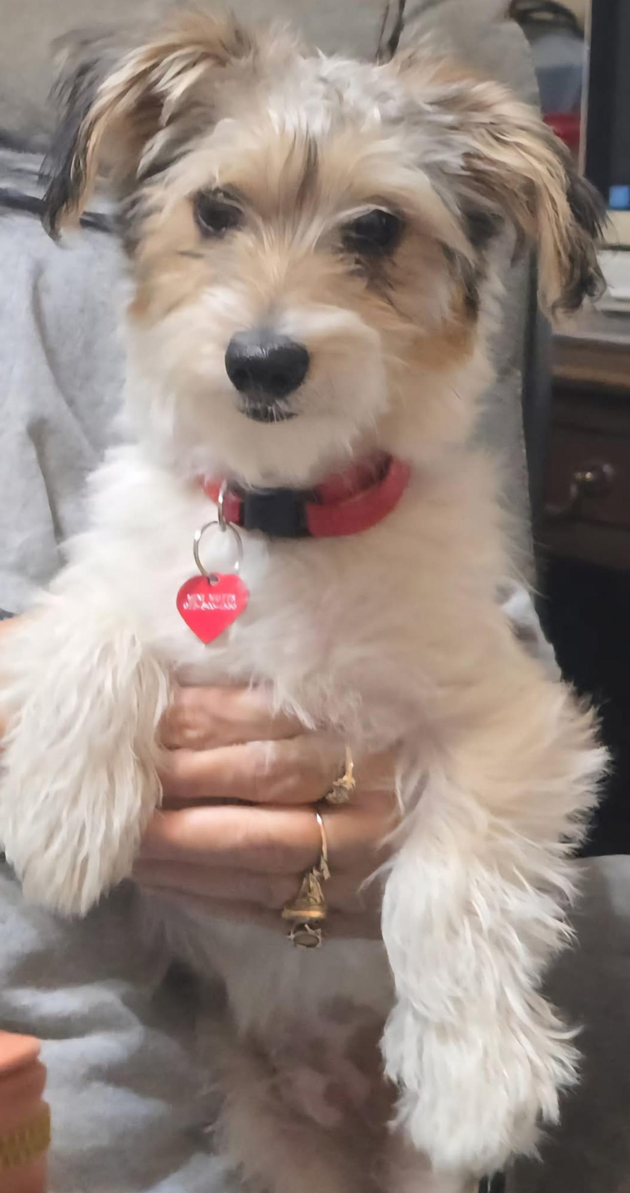 Enlarge BEXLEY, a Adopted mixed breed in Grand Prairie, TX image 1/1