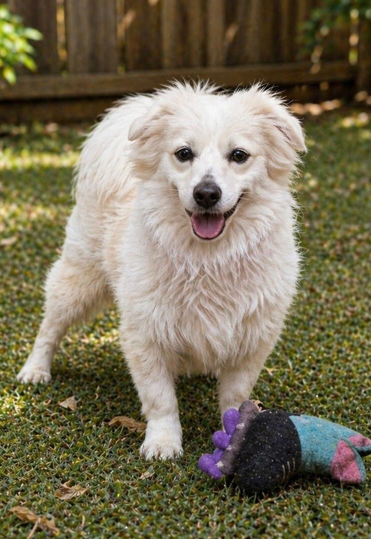 Leo, a ADOPTABLE mixed breed in Jacksonville, FL image 1/2