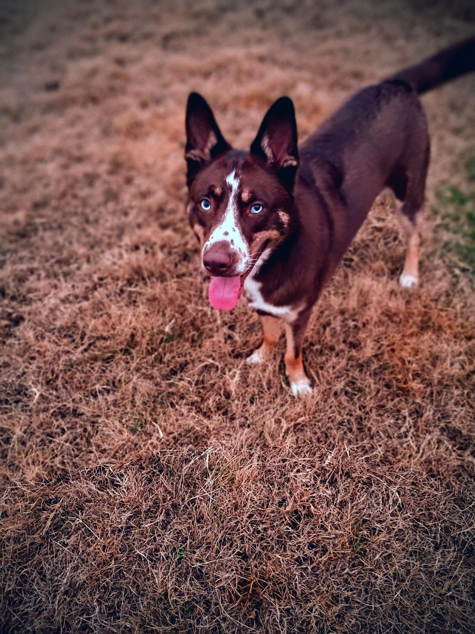 Enlarge Mo, a Adoptable mixed breed in McKinney, TX image 2/3