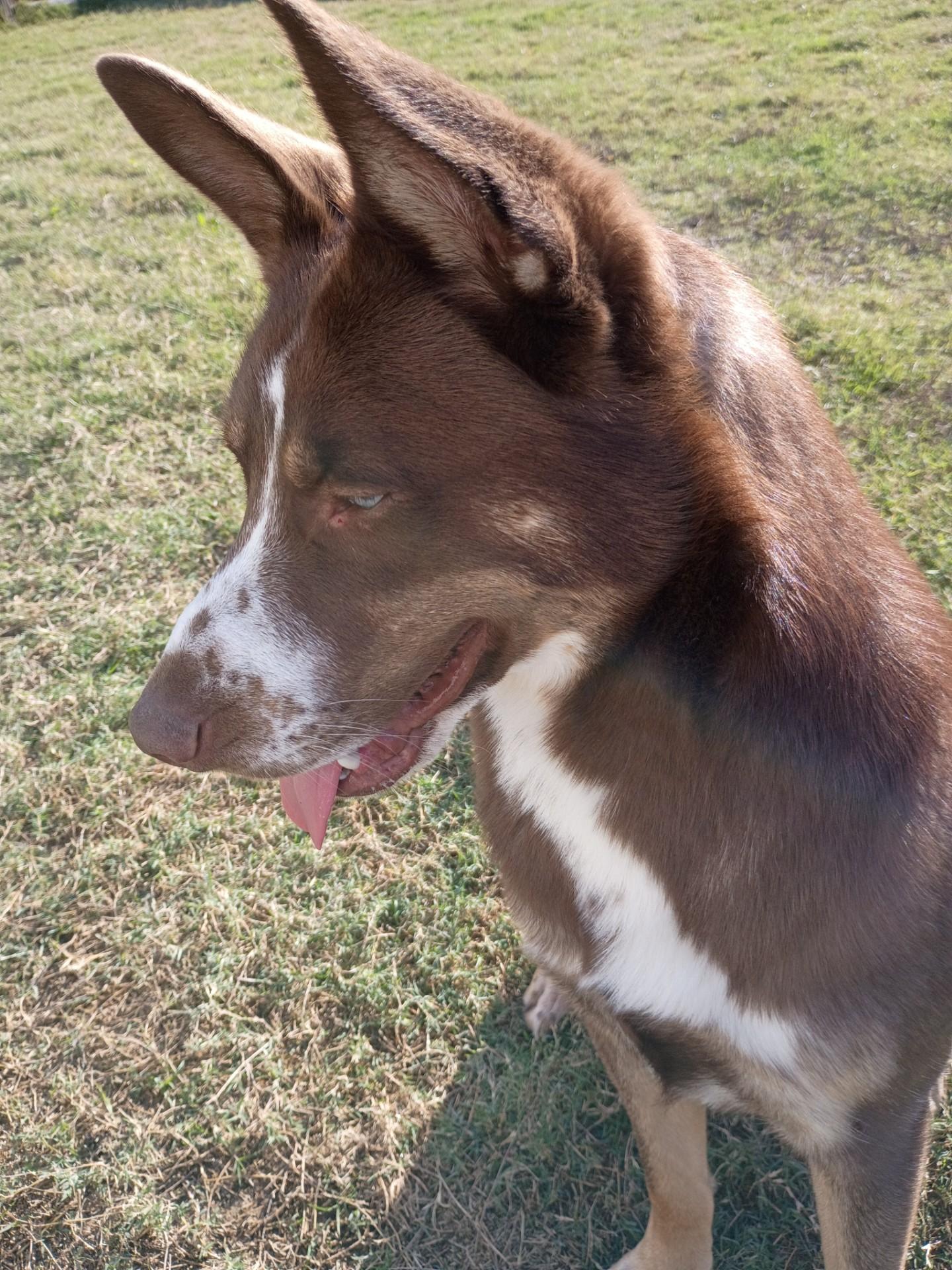 Mo, a Adoptable mixed breed in McKinney, TX image 2/3