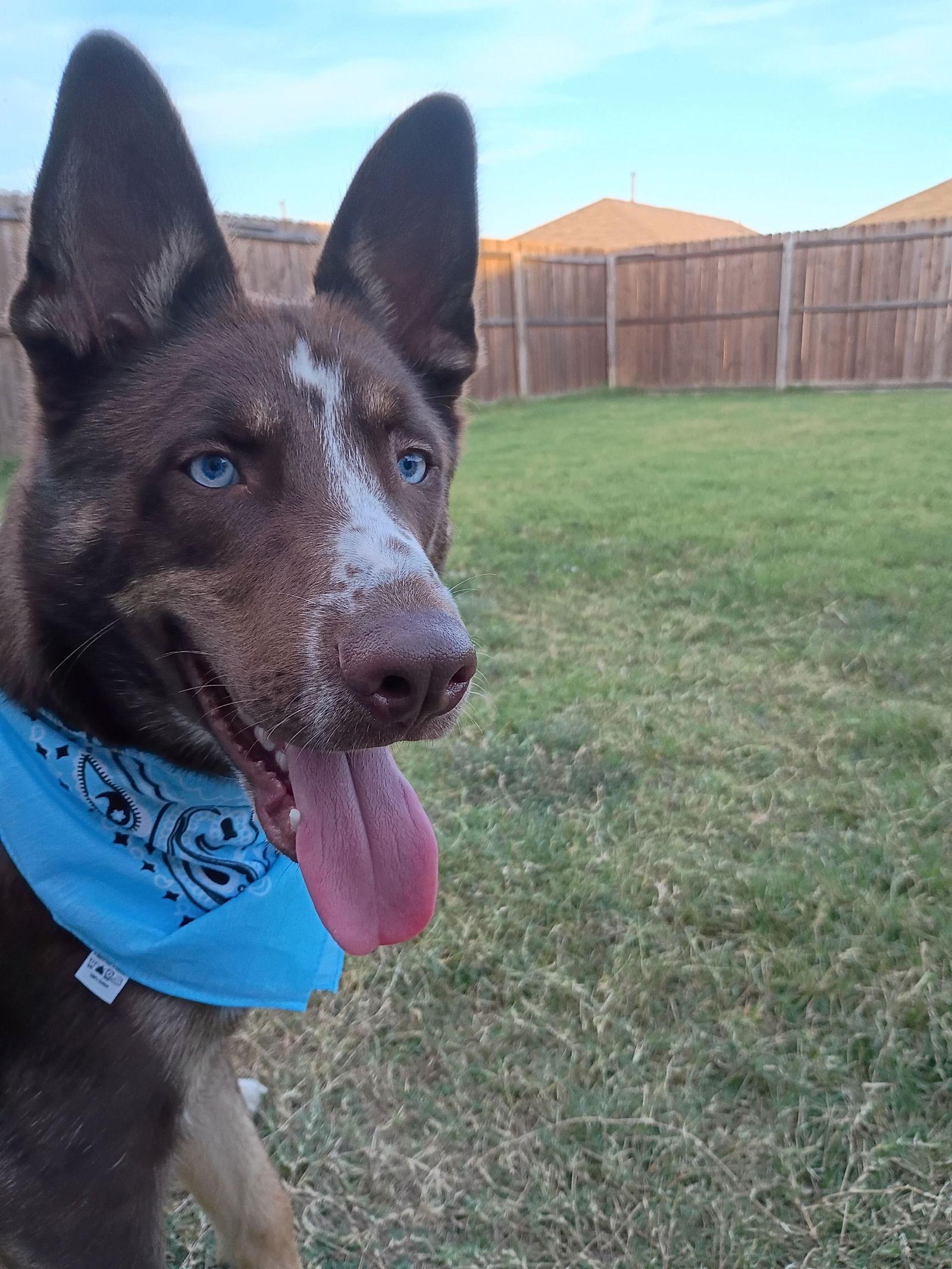 Mo, a Adoptable mixed breed in McKinney, TX image 3/3