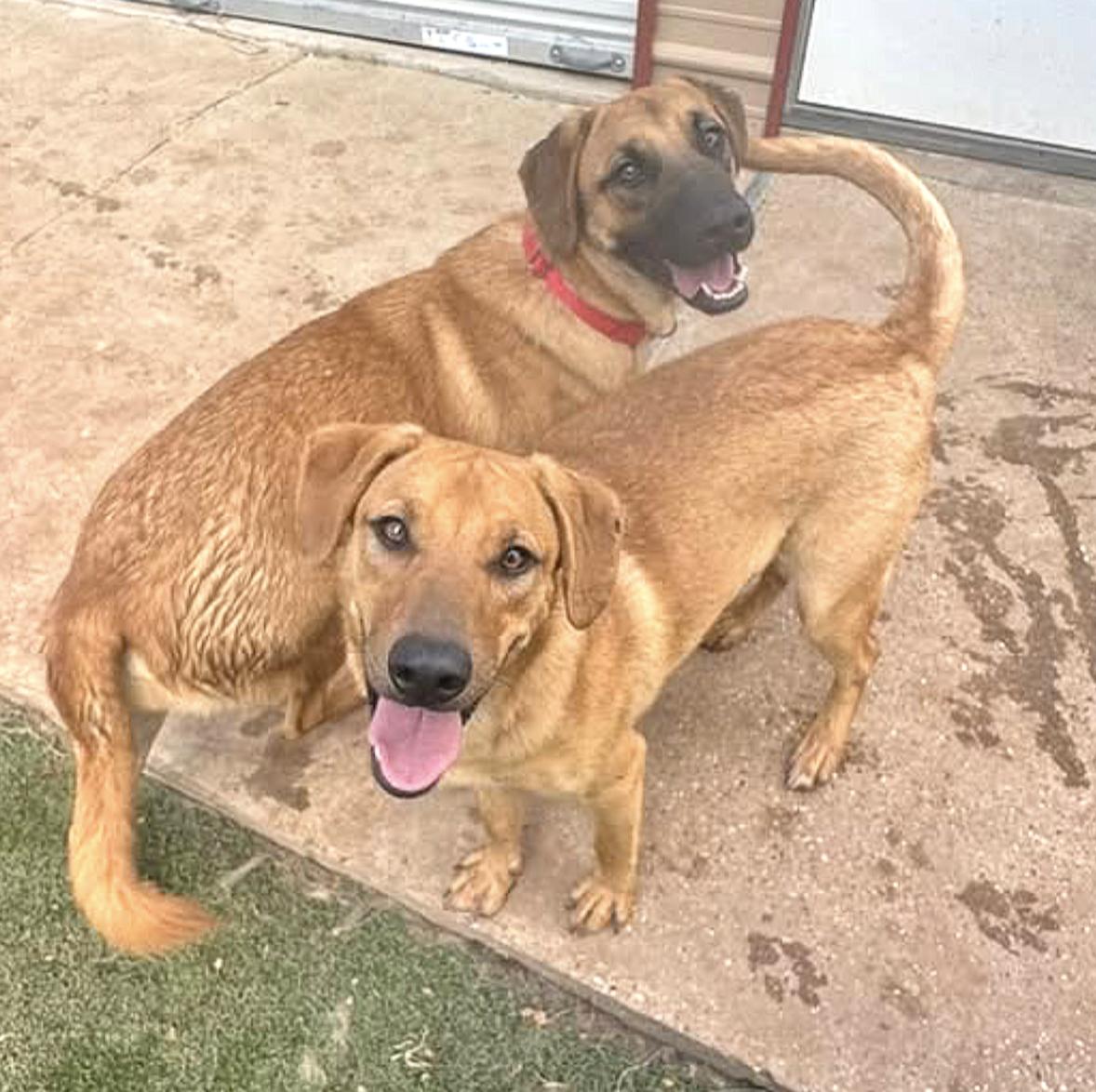 Smitten — thumbnail 3