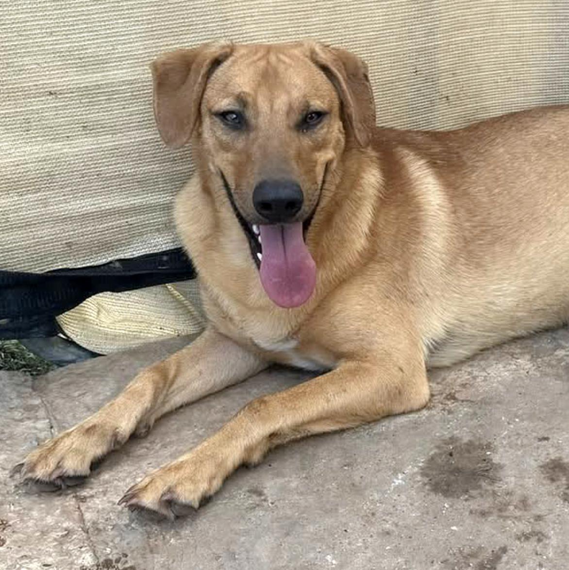 Smitten — thumbnail 4