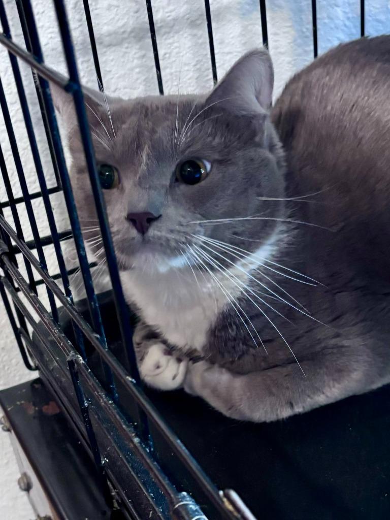 Ash, Adoptable, Young Male Domestic Short Hair.