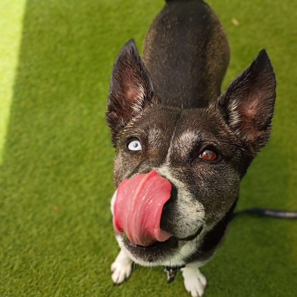 Icy, Adoptable, Young Female Mixed Breed & Mixed Breed.