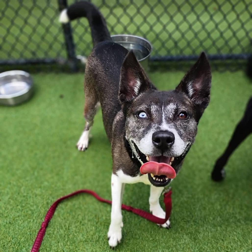 Icy, a Adoptable mixed breed in Jupiter, FL image 2/5