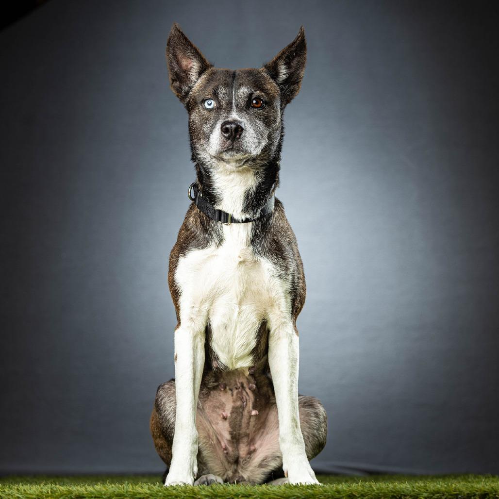 Icy, a Adoptable mixed breed in Jupiter, FL image 3/5