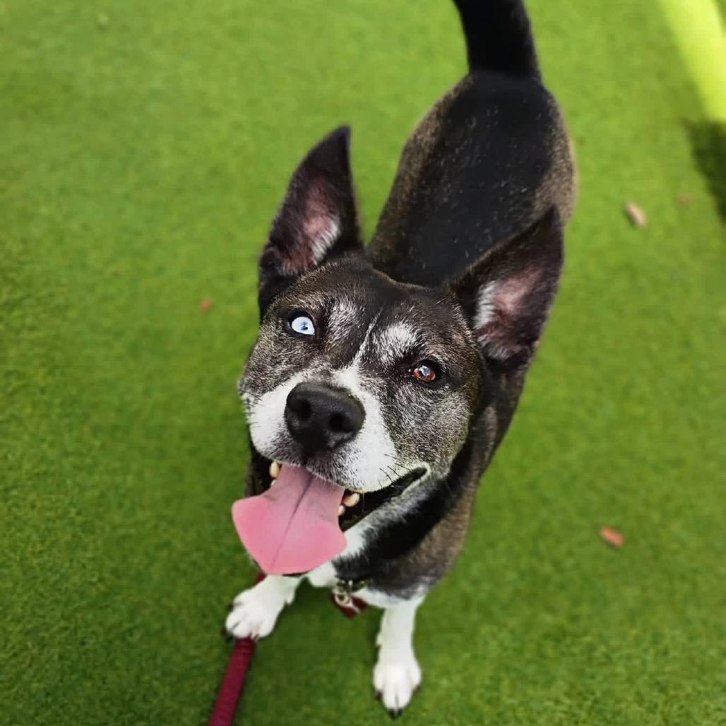 Icy, a Adoptable mixed breed in Jupiter, FL image 4/5