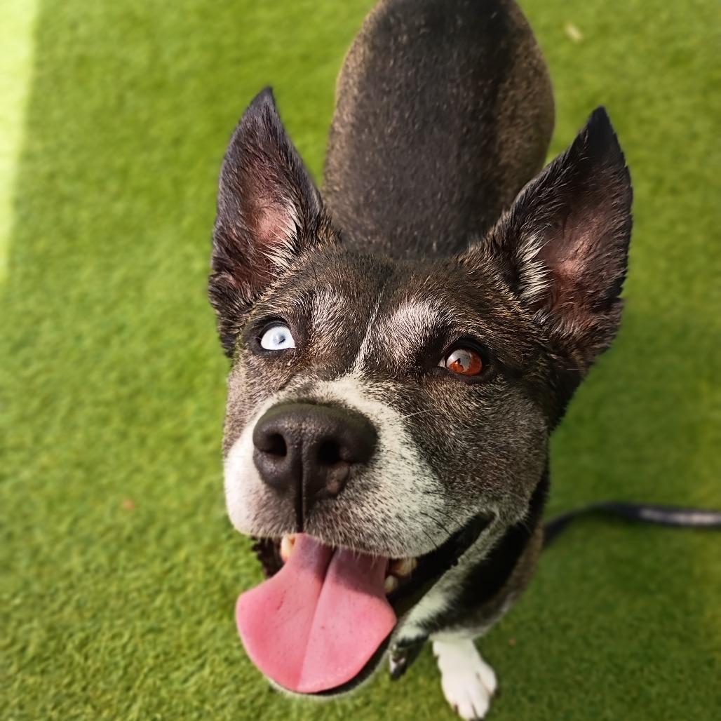 Icy, a Adoptable mixed breed in Jupiter, FL image 5/5