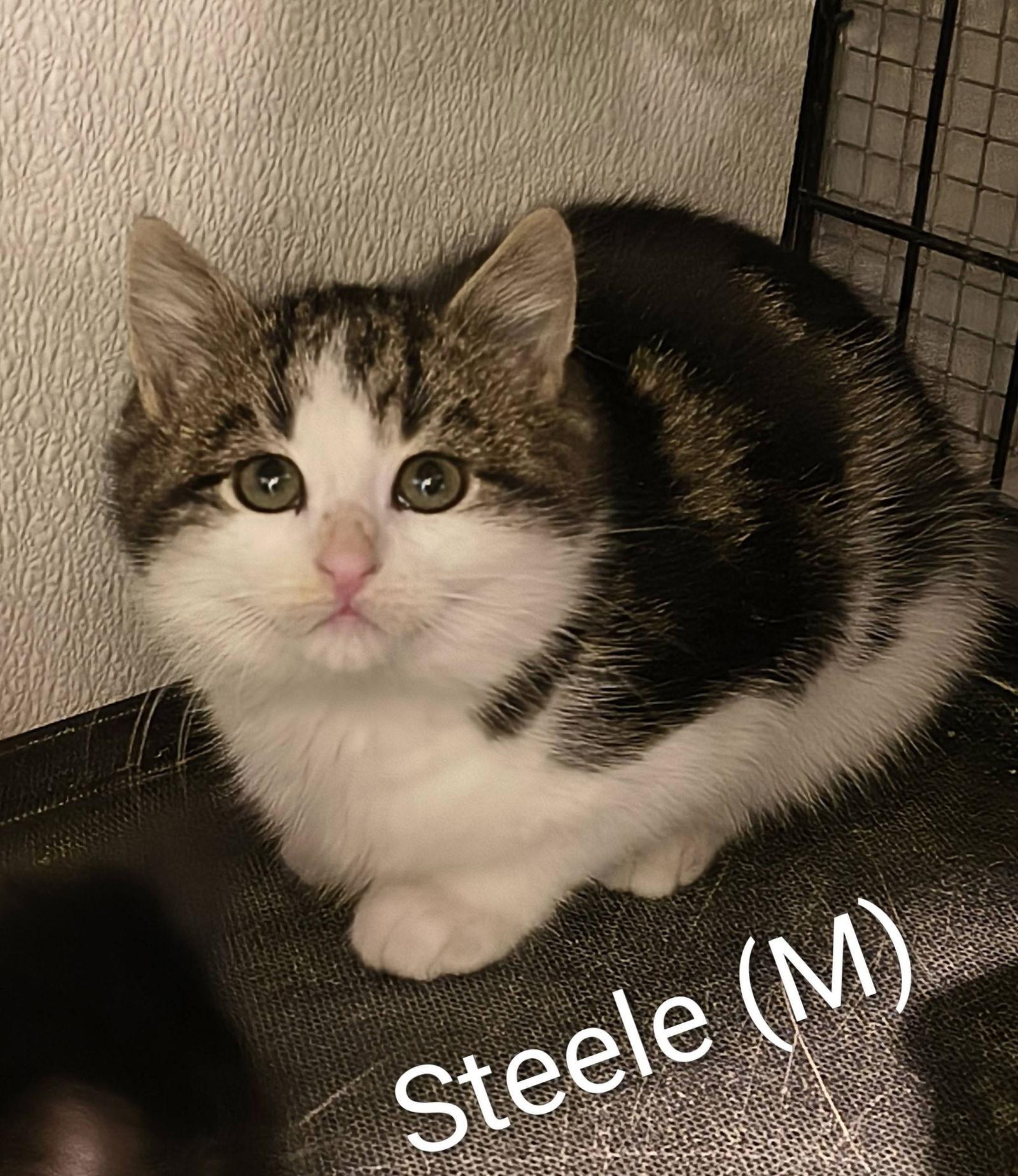 Steele, Adopted, Kitten Male Domestic Short Hair.