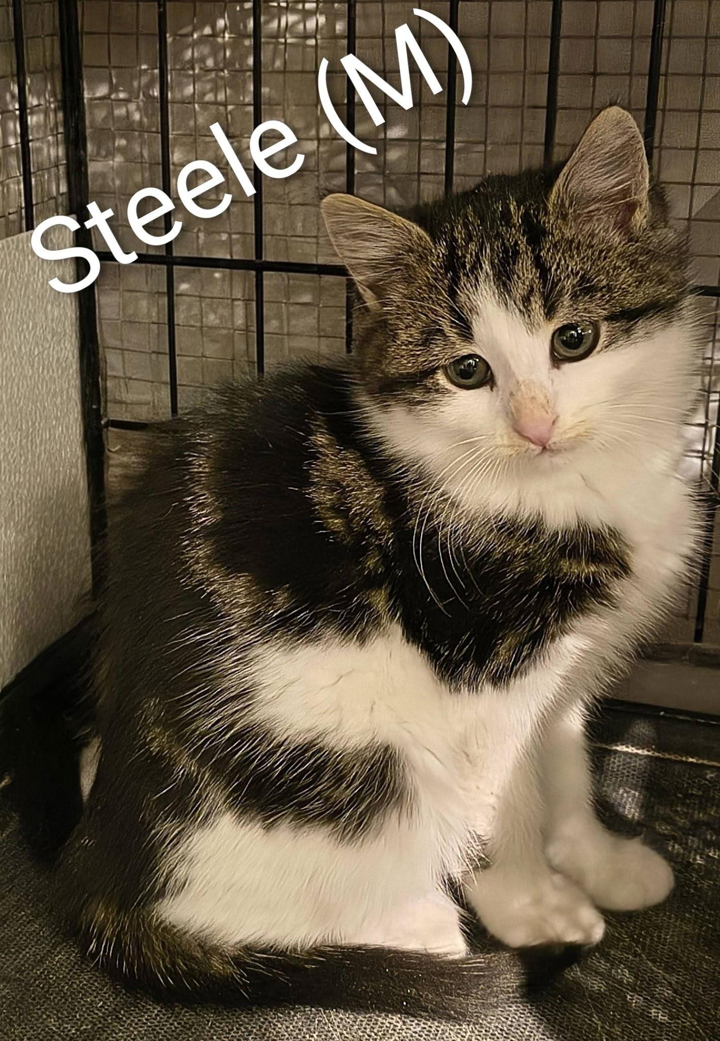 Enlarge Steele, a Adopted Domestic Short Hair in Saugerties, NY image 2/2