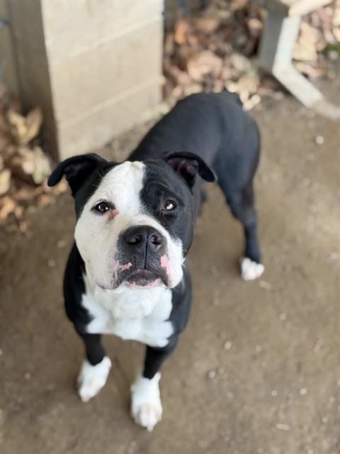 KING, Adoptable, Adult Male Pit Bull Terrier.